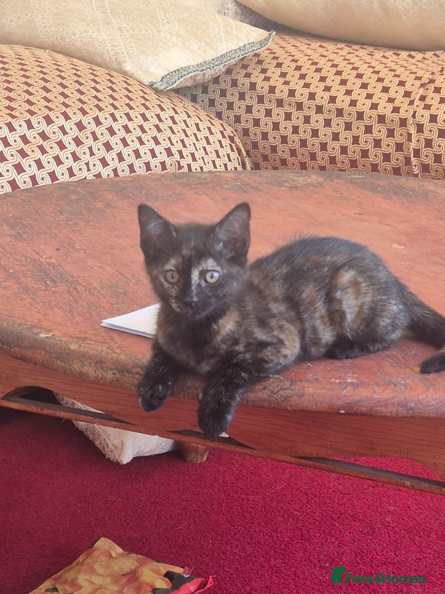 Mixed Breed cats Cute kitten - Advert 1