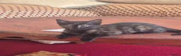 Mixed Breed cats for sale: Cute kitten - Advert 1