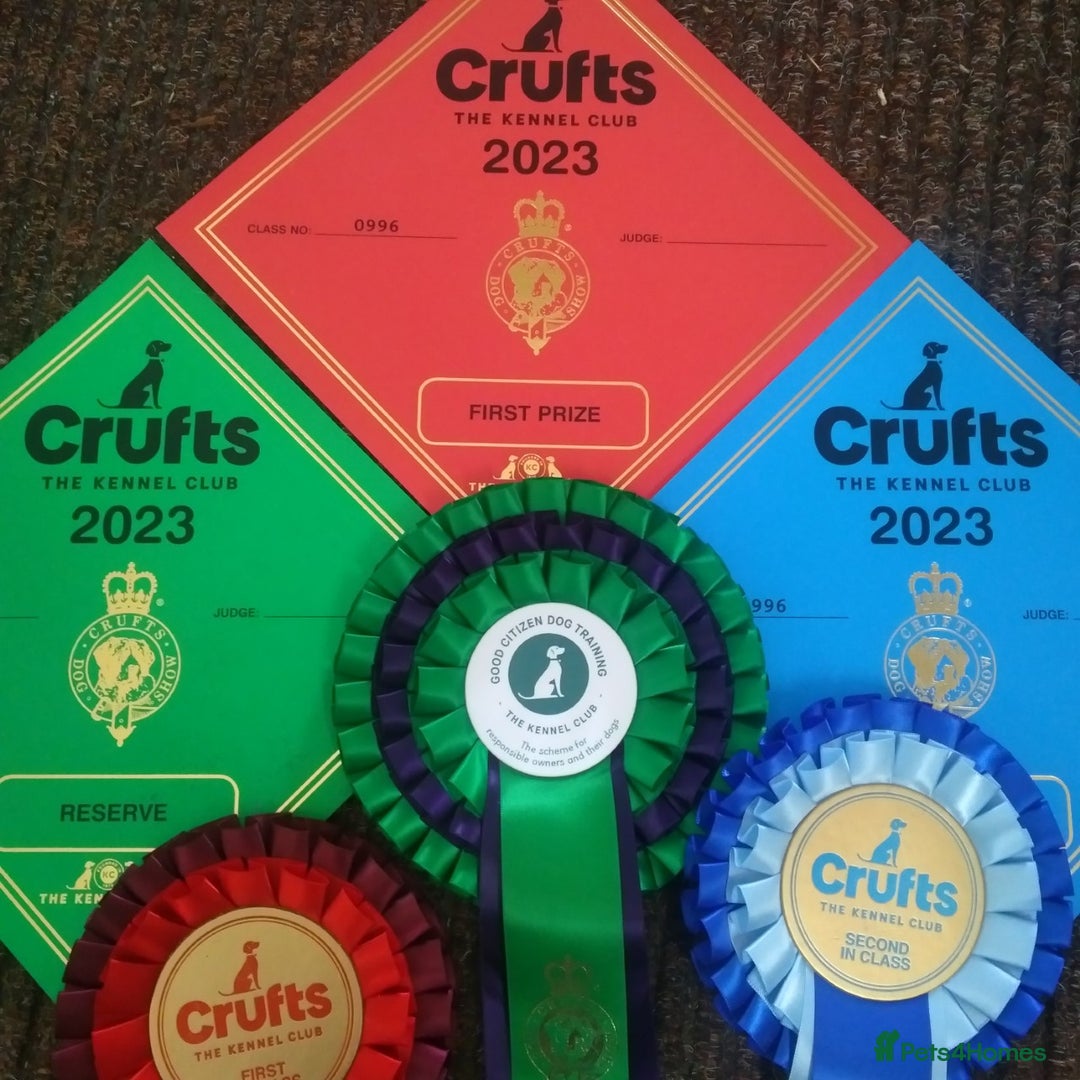 Saint Bernard dogs for sale: KC Reg Pups To Approved Homes. Health-tested line. - Advert 8