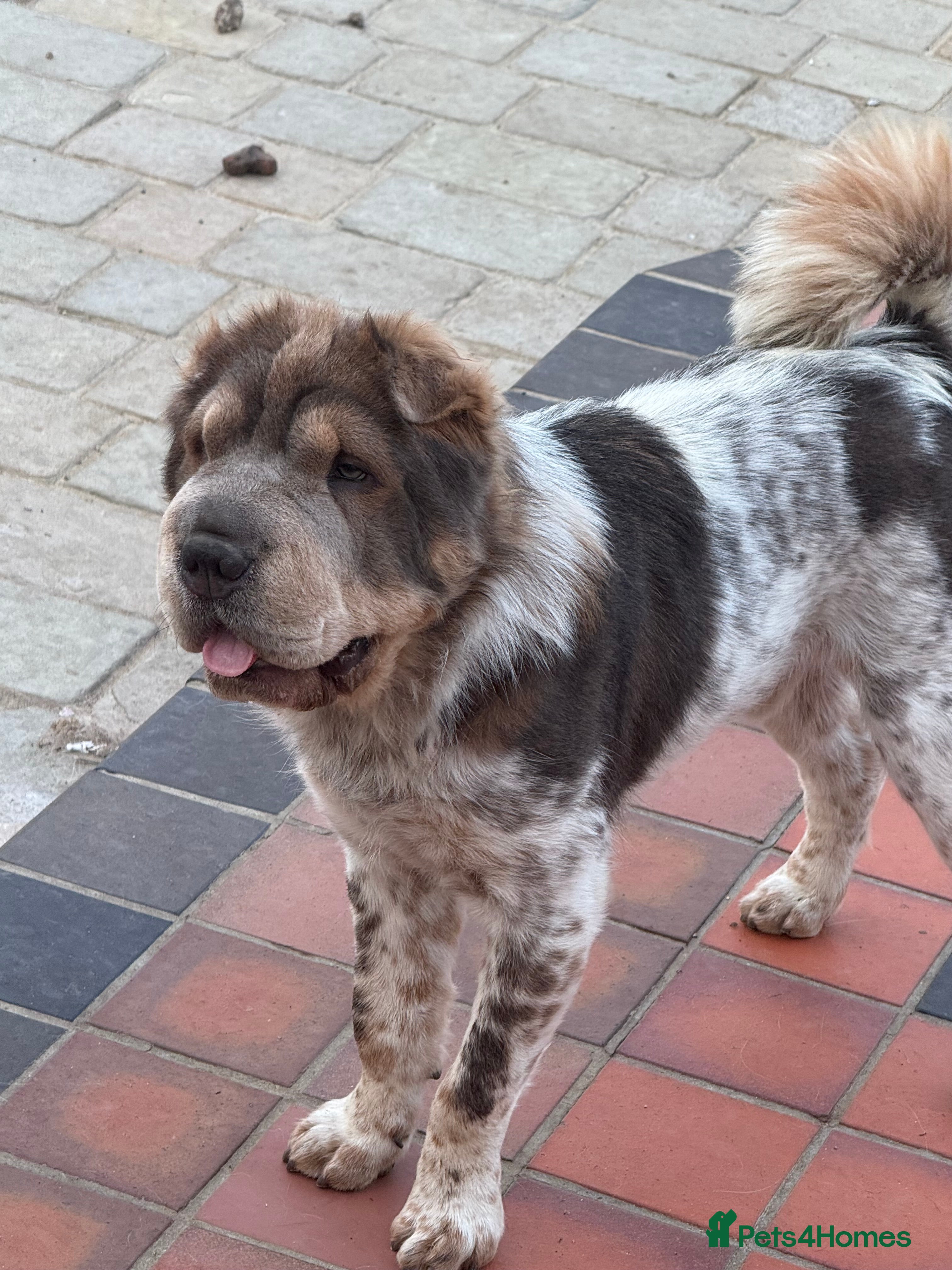 Shar Pei dogs Casanova - Tan pointed flower bear coat 🏆 - Advert 3