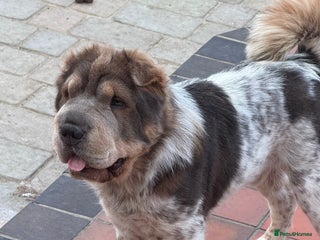 Shar Pei dogs - Advert 1