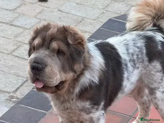 Shar Pei dogs Casanova - Tan pointed flower bear coat 🏆 - Advert 3