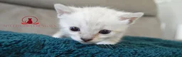 Bengal cats for sale: ✨️ glitter snow champion bengal kittens ✨️ - Advert 3