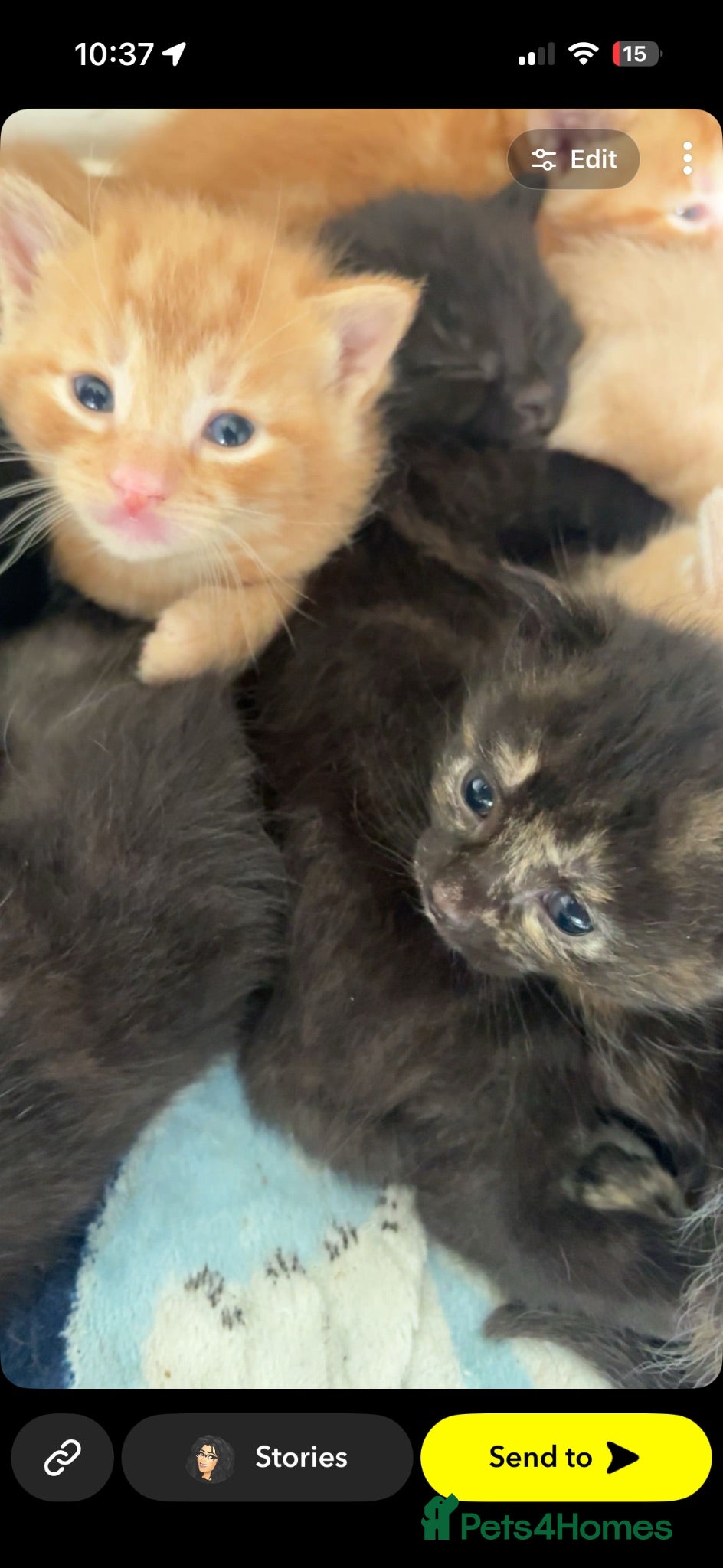 British Shorthair cats Beautiful mixed kittens  - Advert 17