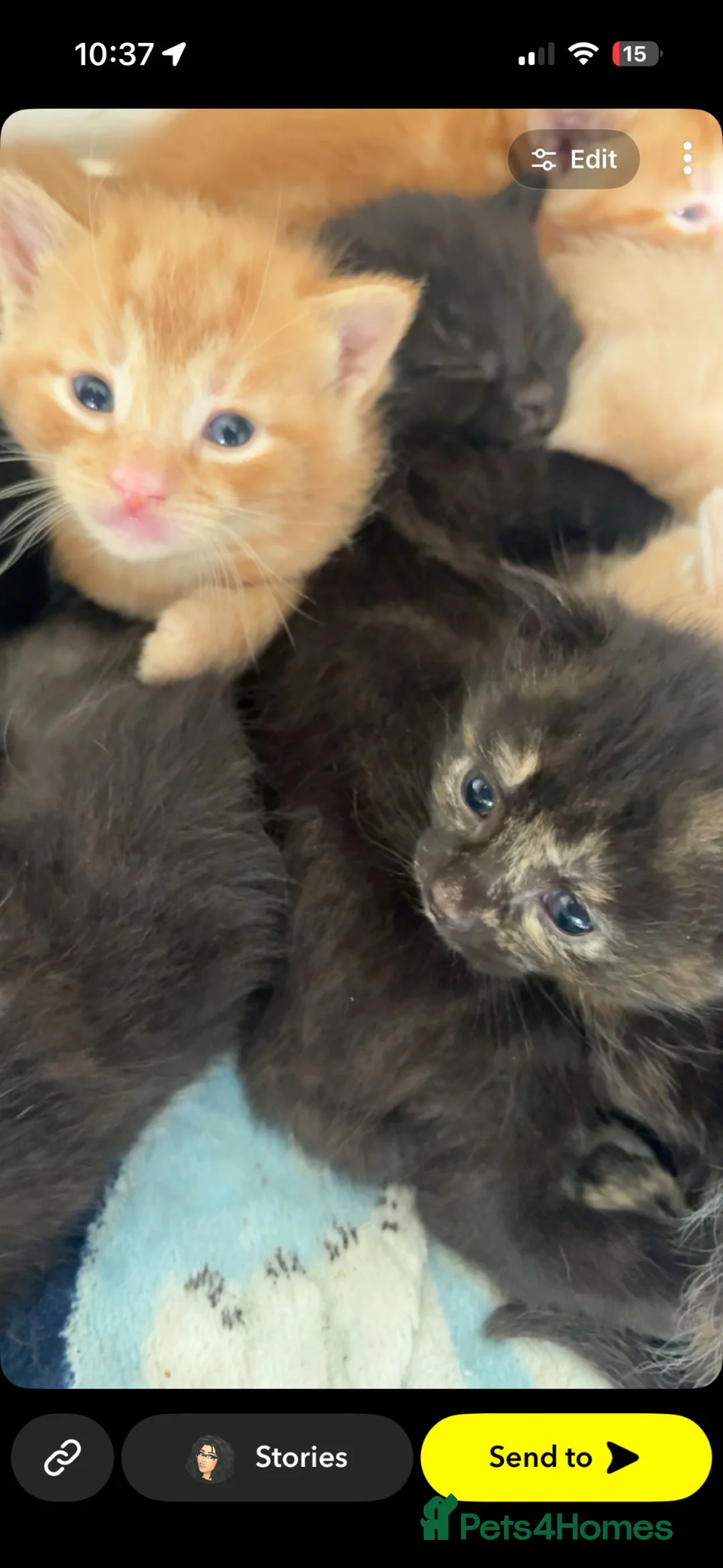 British Shorthair cats for sale: Beautiful mixed kittens  - Advert 1