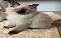 Ragdoll cats for sale: Adorable Blue Point Ragdoll Kittens - Image 12