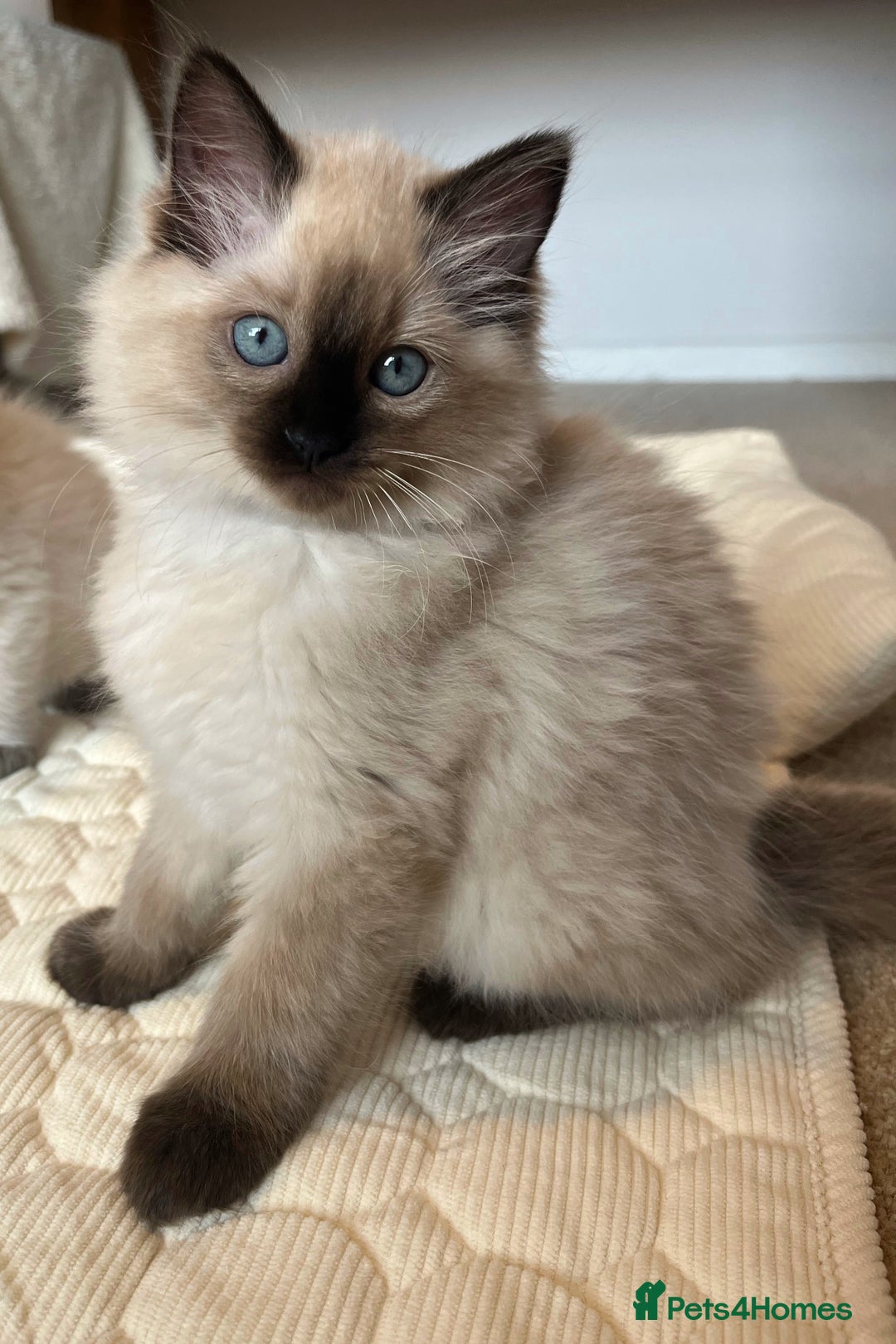Ragdoll cats for sale: Adorable Blue Point Ragdoll Kittens - Image 12