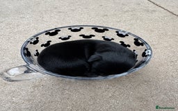 Chihuahua dogs for sale: 2 male 1 female tiny chihuahua  - Image 2