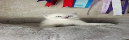 British Shorthair cats for sale: Beautiful Colourpointed Kittens - Advert 18