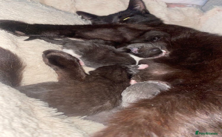 Domestic Shorthair cats - Advert 3
