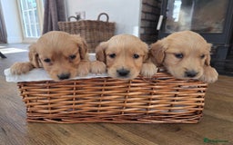 Golden Retriever dogs for sale: 🧡Beautiful Red Working golden retriever puppies🧡 - Image 10
