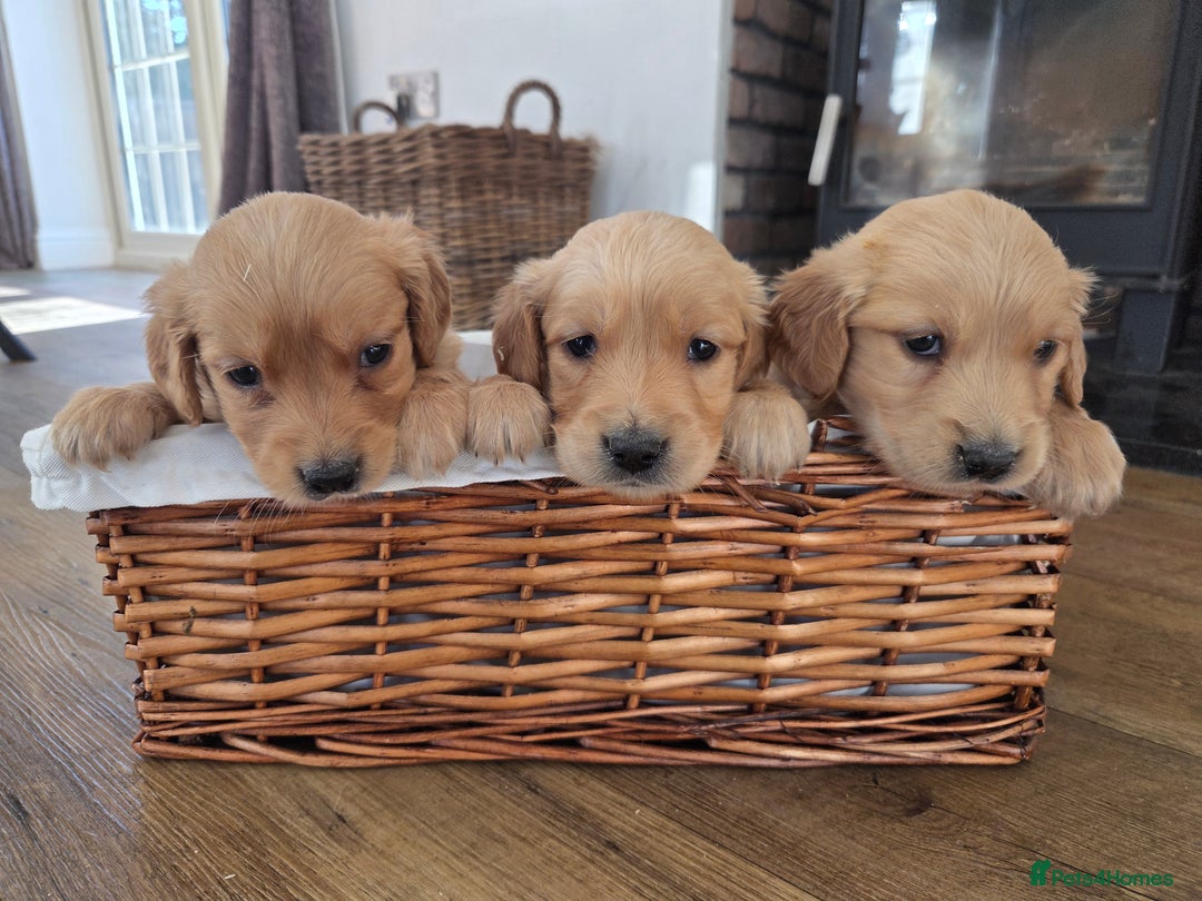 Golden Retriever dogs for sale: 🧡Beautiful Red Working golden retriever puppies🧡 - Image 10