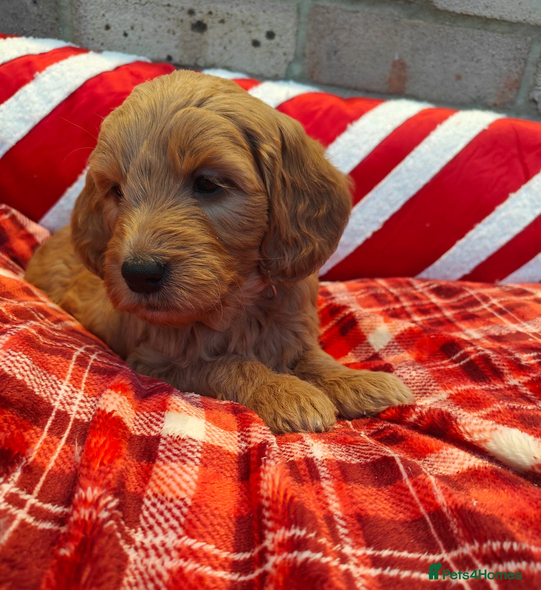 Mini Goldendoodle dogs for sale: *REDUCED* Adorable Red & Apricot Goldendoodles - Advert 14