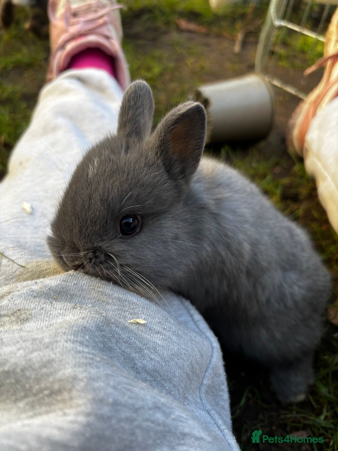 Netherland Dwarf rabbits for sale: Pure Netherland dwarf  - Advert 4