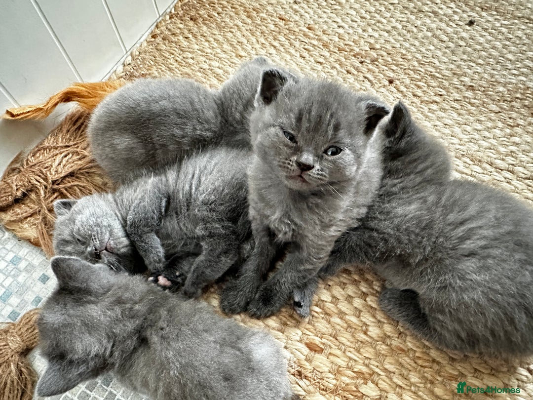 British Shorthair cats for sale: British blue short hair x Scottish fold ears - Image 14