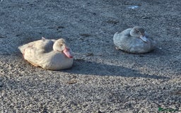 Ducks poultry for sale: Muscovy  - Image 8
