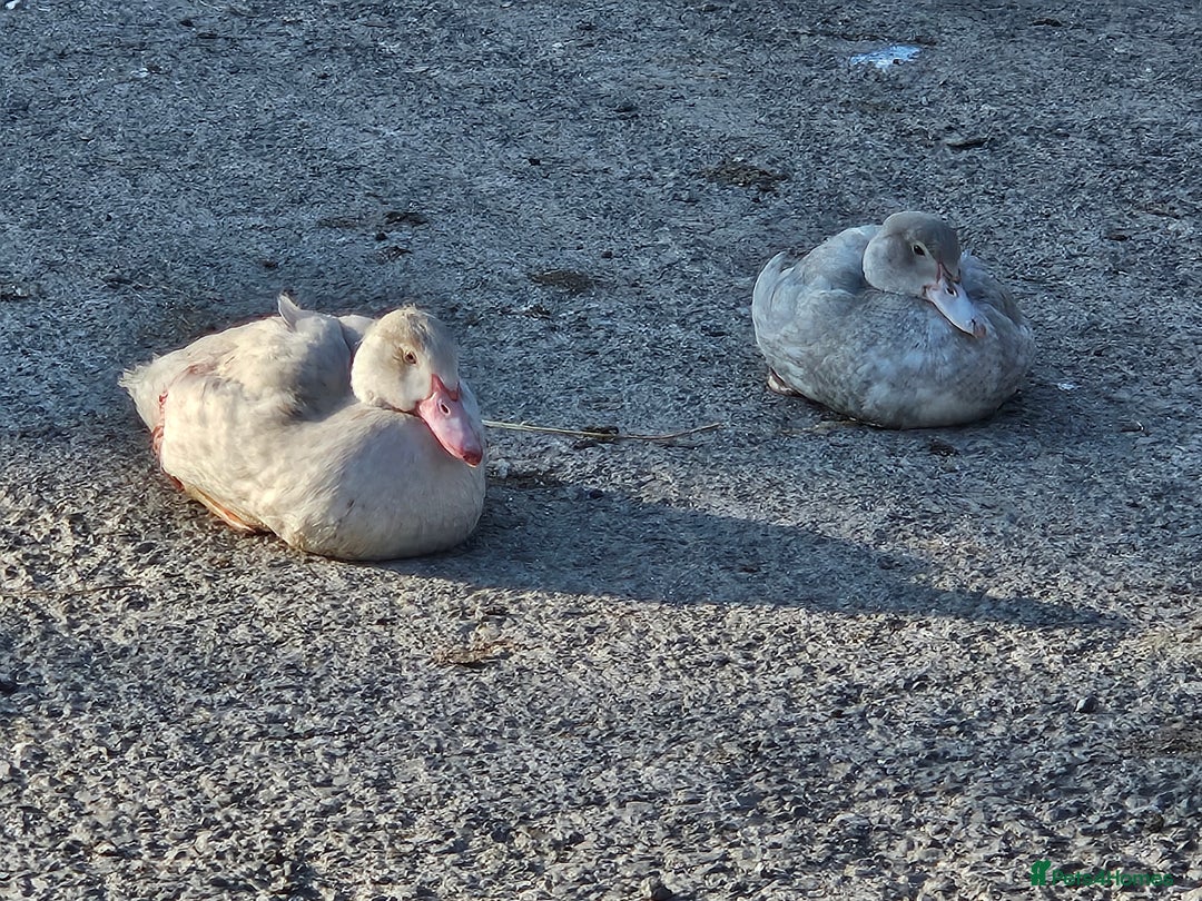 Ducks poultry for sale: Muscovy  - Image 8