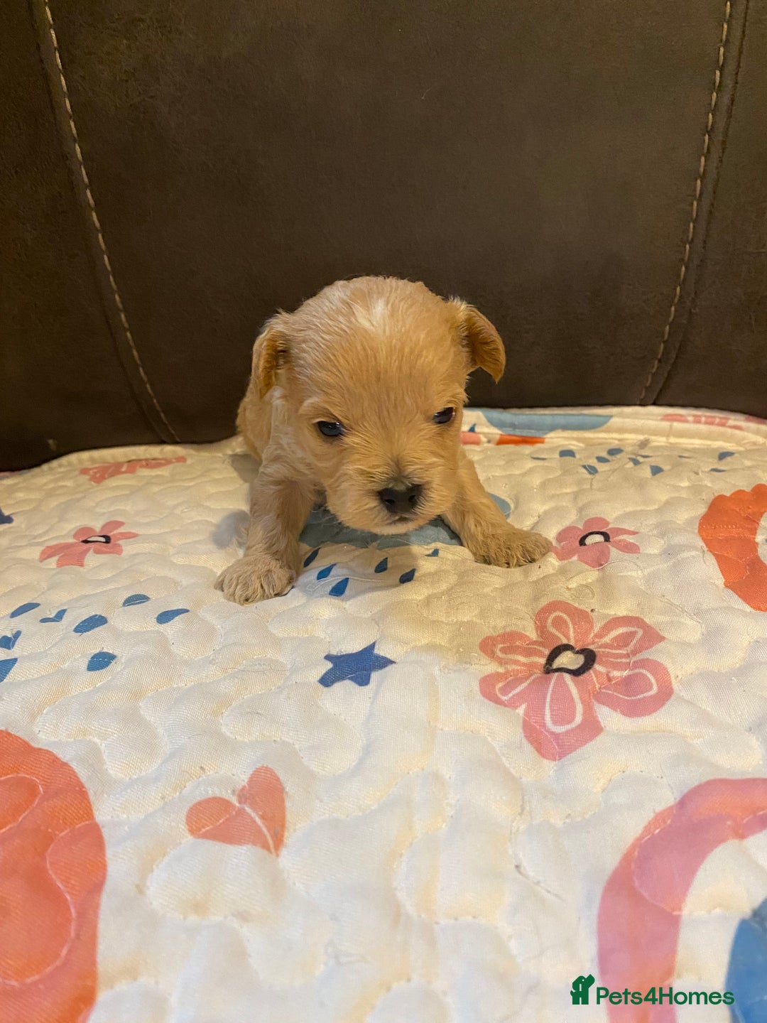 Maltipoo dogs for sale: Adorable Maltipoos Puppies  - Advert 16