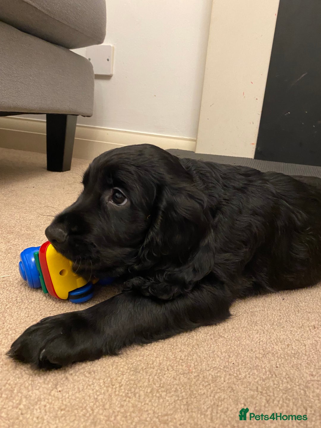 Cocker Spaniel dogs for sale: Superb Quality Royal KC Cocker Spaniel Puppies - Advert 15