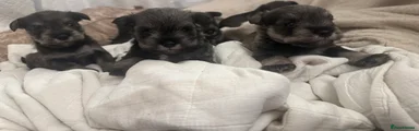 Miniature Schnauzer Puppy 3