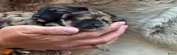 Mixed Breed dogs for sale: Unique Poo-Shi puppies - Advert 4