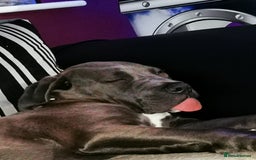 Cane Corso dogs for sale: Male cane corso  - Image 5