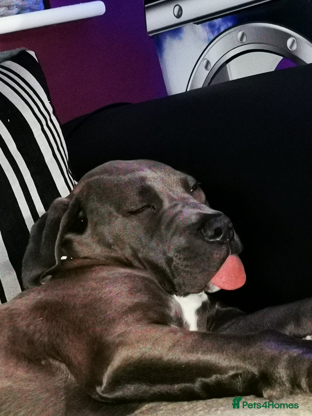 Cane Corso dogs for sale: Male cane corso  - Image 5