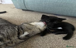 British Shorthair cats for sale: Two female kittens - Image 4