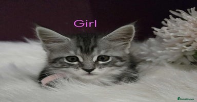 Maine Coon cats - Advert 3