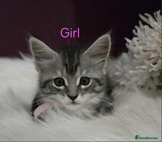 Maine Coon cats - Advert 3