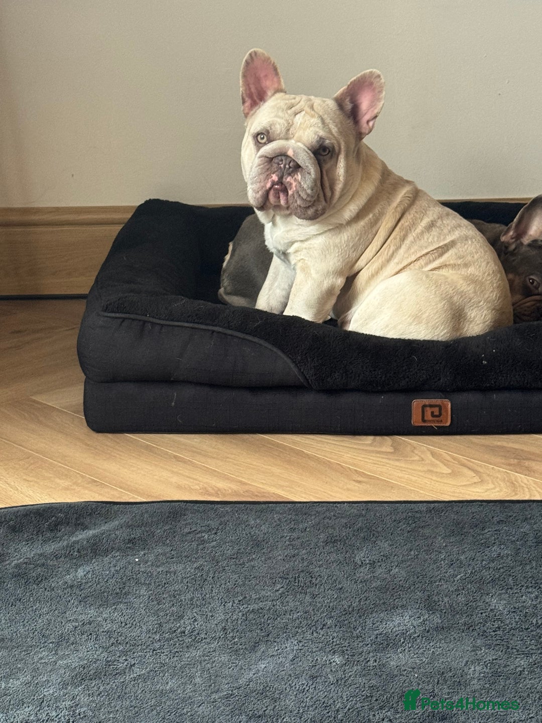 French Bulldog dogs for stud: French Bulldog Stud Ready And Waiting  - Advert 8