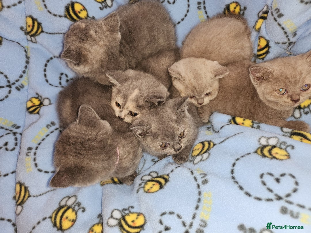 British Shorthair cats for sale: British blue shorthair kittens  - Image 2