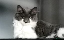 Mixed Breed cats for sale: Flimflam & Bojo - Image 32