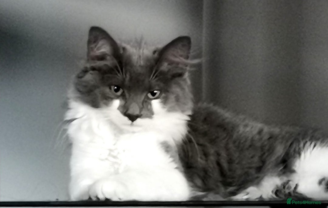 Mixed Breed cats for sale: Flimflam & Bojo - Image 32