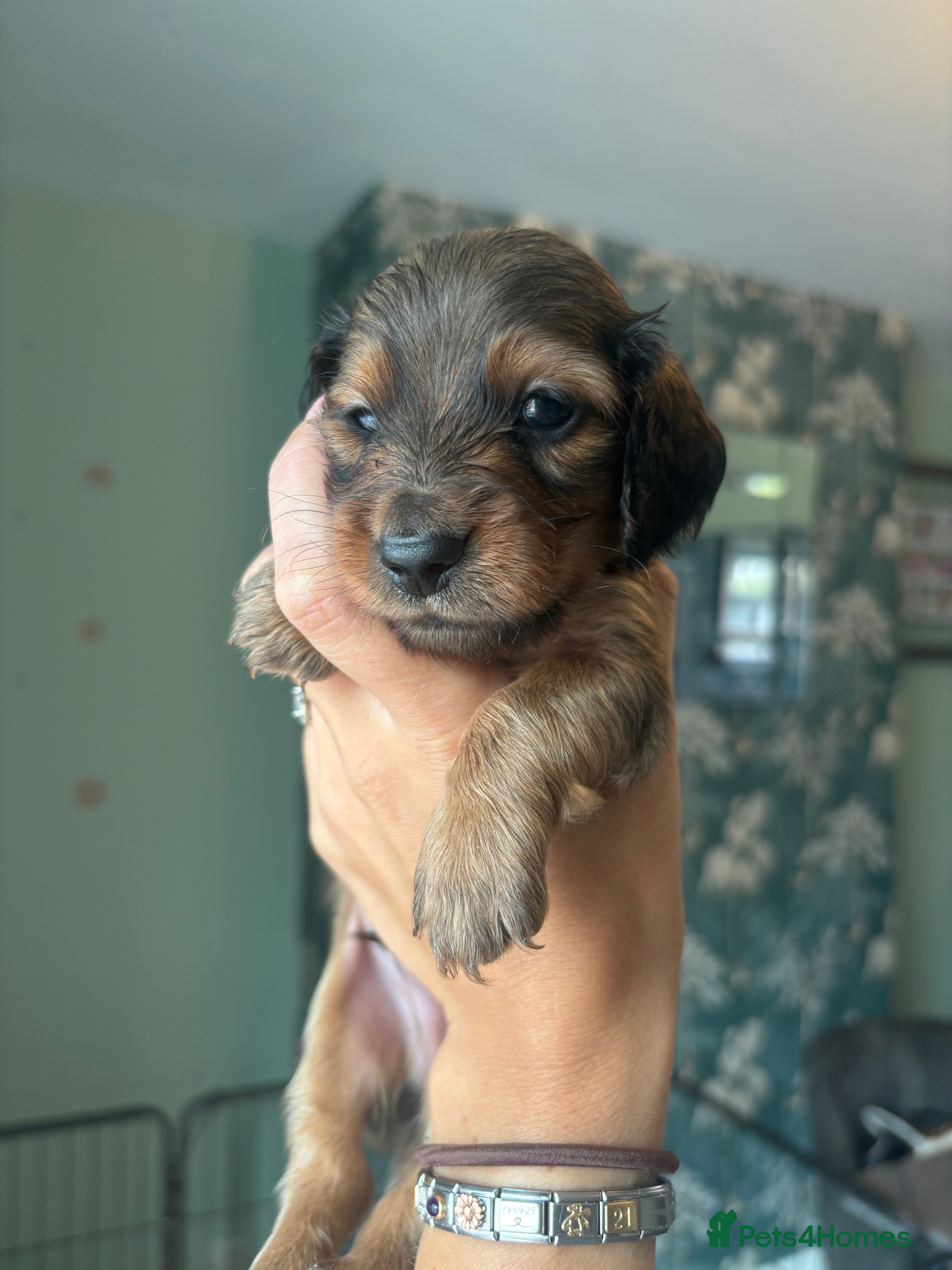 Dachshund dogs 7 Beautiful Dachshund Puppies - Advert 2