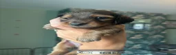 Dachshund dogs for sale: 7 Beautiful Dachshund Puppies - Advert 4