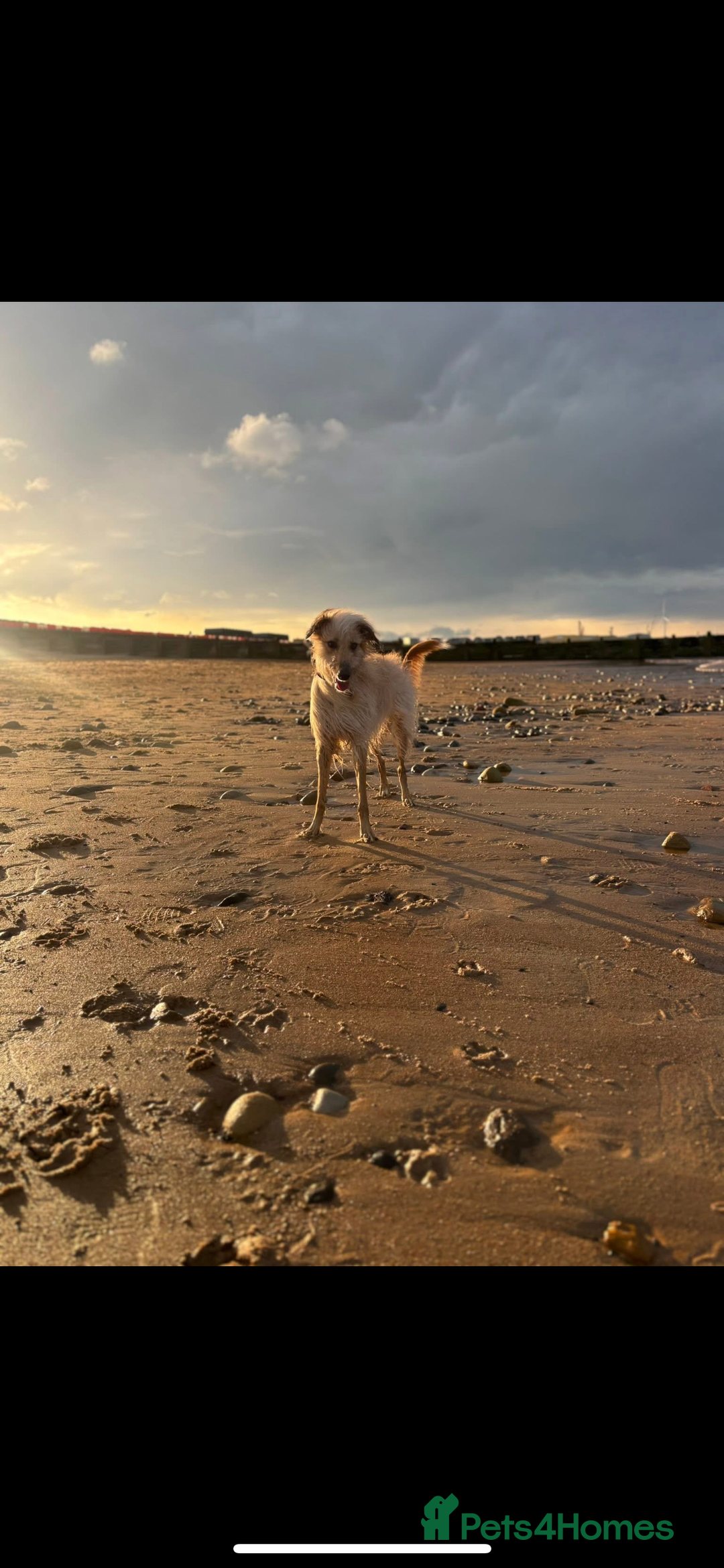 Lurcher dogs for sale: 1 boy still available  - Advert 5