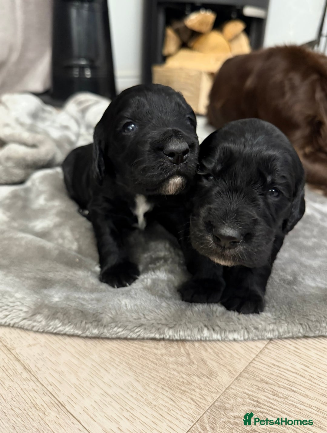 Cocker Spaniel dogs for sale: 7 cocker spaniel puppies for sale  - Advert 25