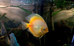 Killifish fish for sale: the fish that are in the photo Read the descriptio - Advert 20