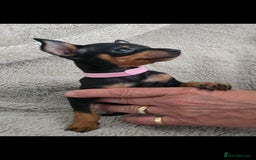Miniature Pinscher dogs for sale: Beautiful Miniature pinscher Puppies  - Image 8