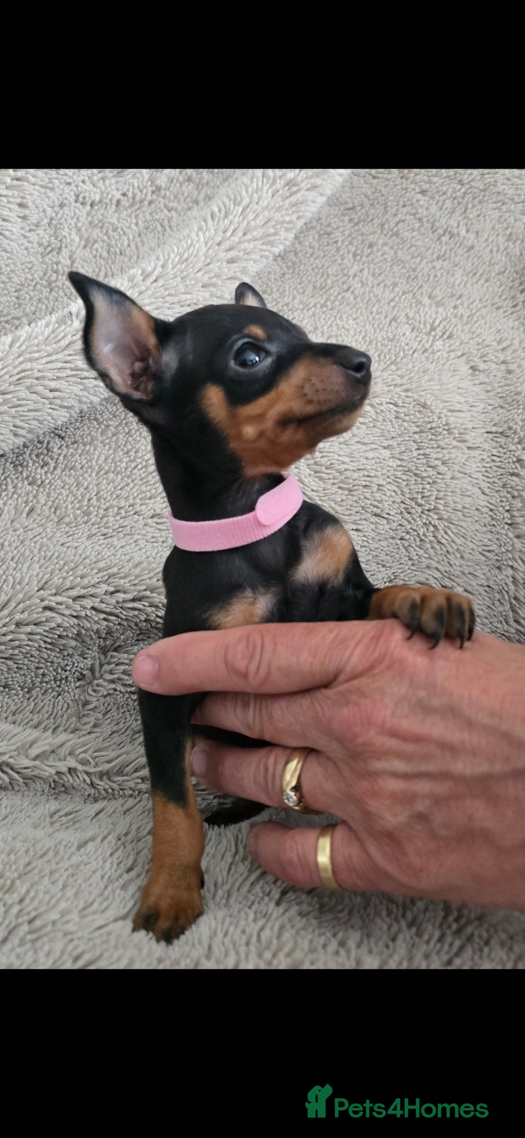 Miniature Pinscher dogs for sale: Beautiful Miniature pinscher Puppies  - Image 8