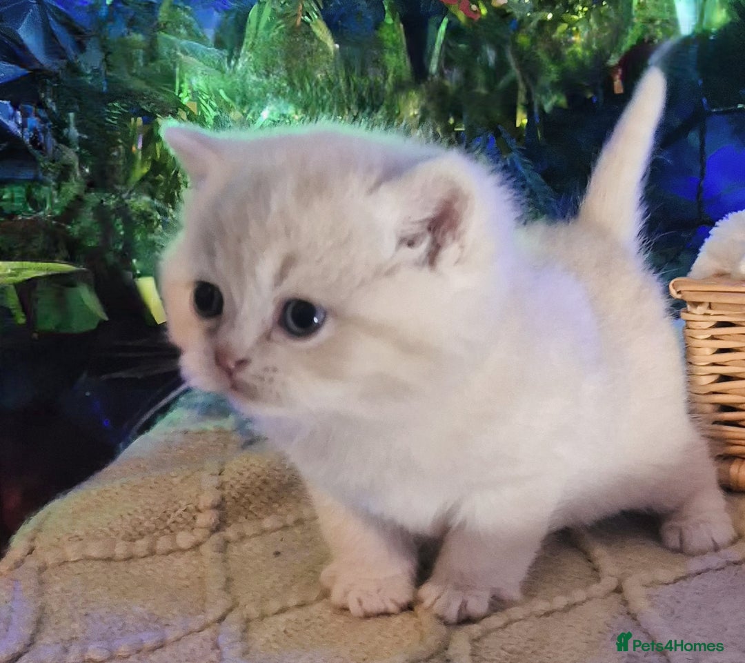 Mixed Breed cats for sale: Persian x british short hair - Advert 23
