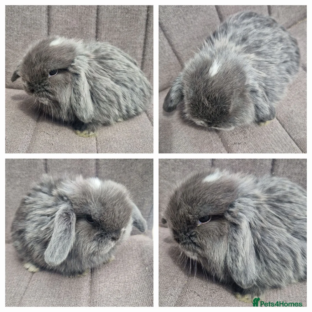 Mini Lop rabbits for sale: Mini Lop Bunnies - Advert 1