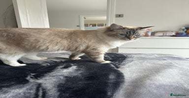 Ragdoll cats Selling a Tabby Ragdoll on GCCF ACTIVE REGISTER - Advert 9