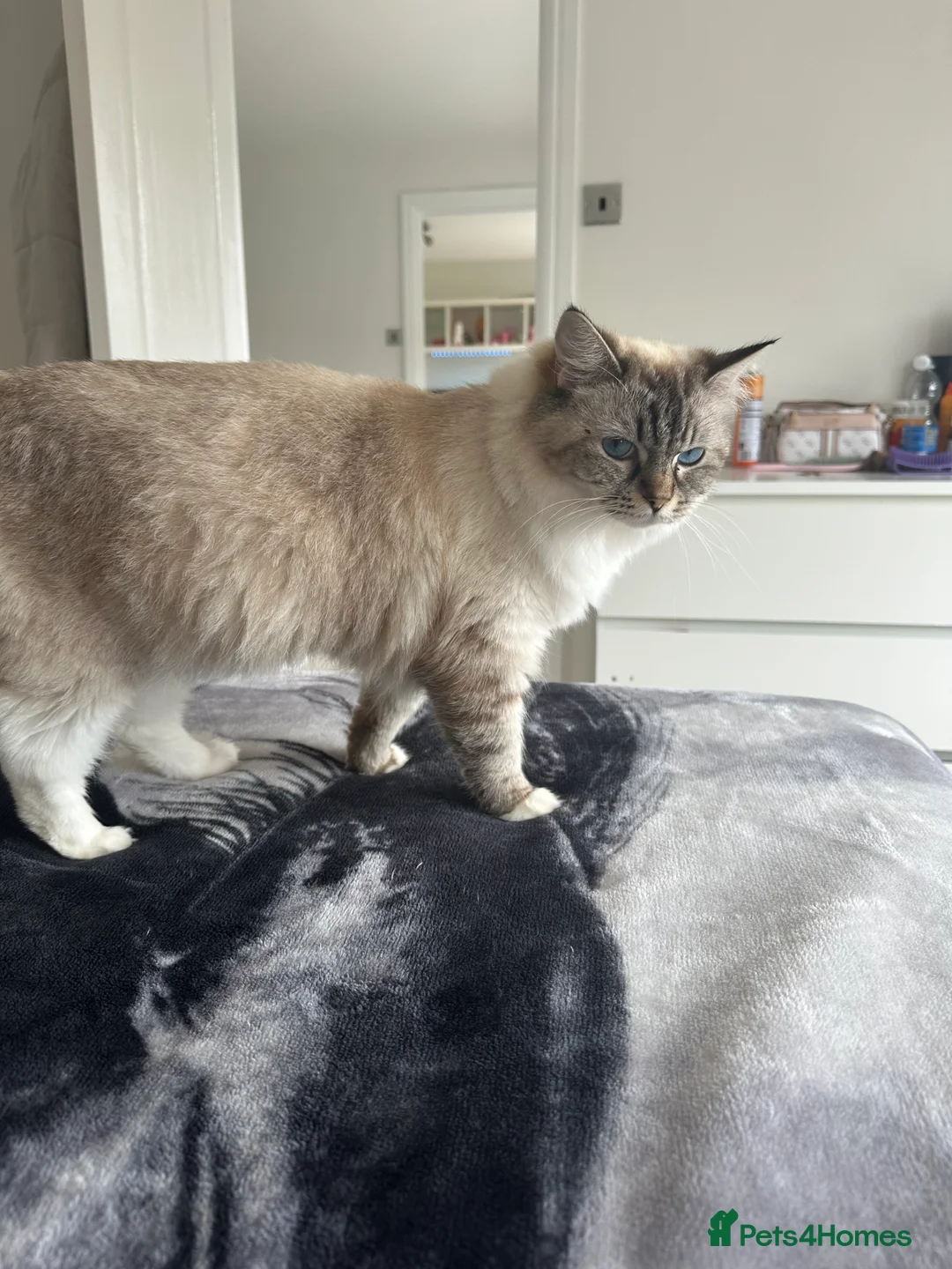 Ragdoll cats for sale: Active GCCF-registered Tabby Ragdoll  - Advert 8