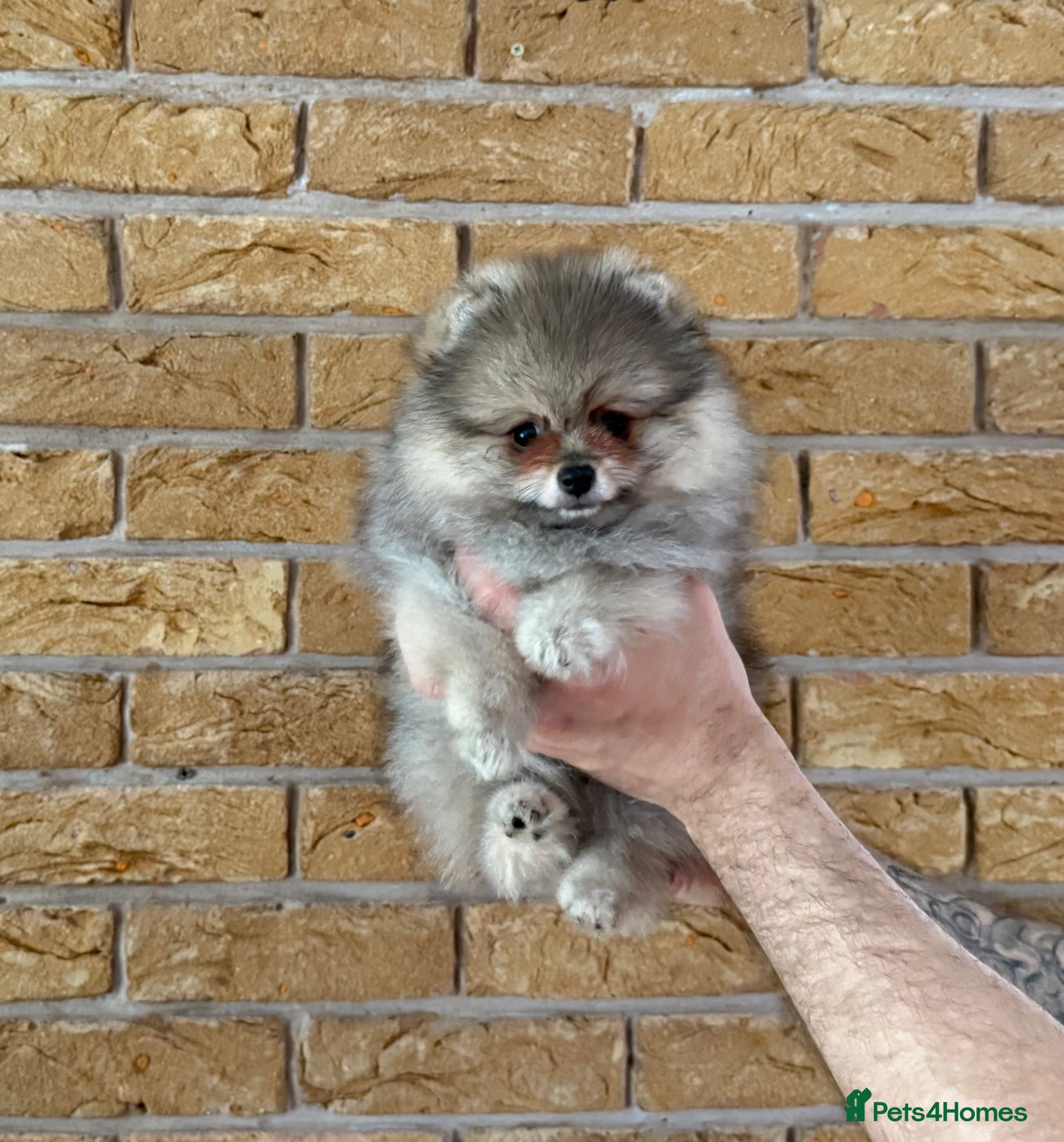 Pomeranian dogs ✨ Rare colour/Thick coat Teddy Bear Pom Puppies ✨ - Advert 2