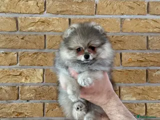 Pomeranian dogs ✨ Rare colour/Thick coat Teddy Bear Pom Puppies ✨ - Advert 2