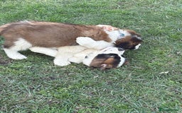 Saint Bernard dogs for sale: Stunning Quality Large Saint Bernard Puppies - Image 7