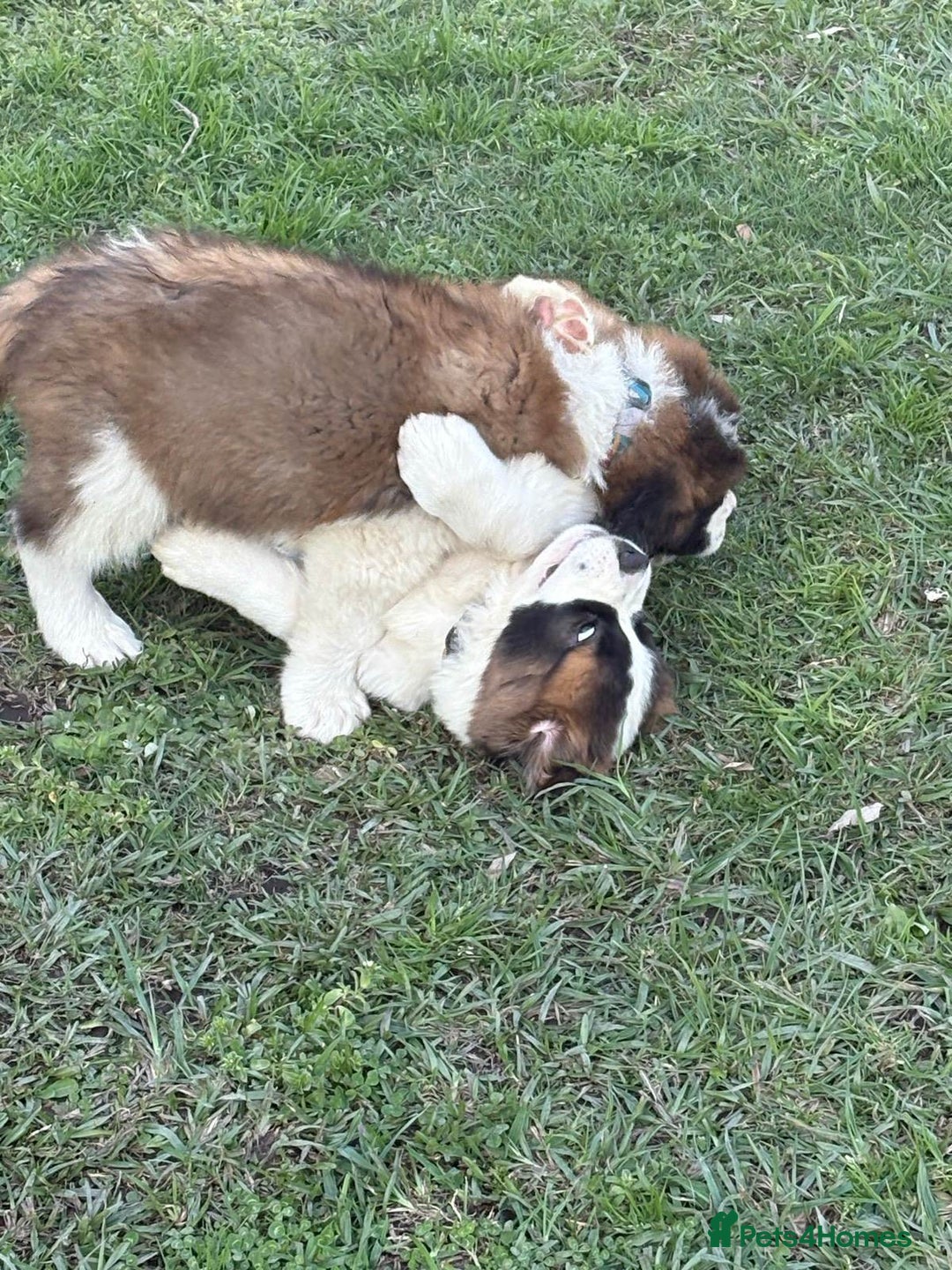 Saint Bernard dogs for sale: Stunning Quality Large Saint Bernard Puppies - Image 7