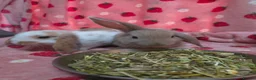Mini Lop rabbits for sale: VERY TAME Mini lop baby bunnies ready to leave now - Advert 2